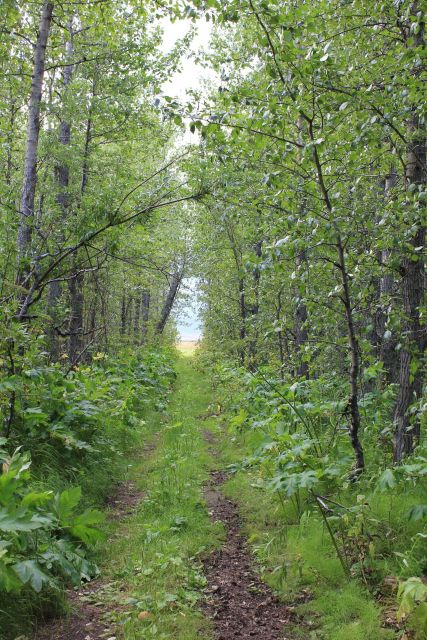 Believed to be the largest trees on the Seward Peninsula at Pilgrim Hot Springs Picture