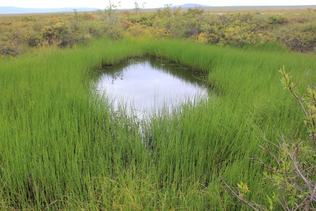 A thermo-karst melt pond adjacent to the road which accelerated the melting of permafrost Picture
