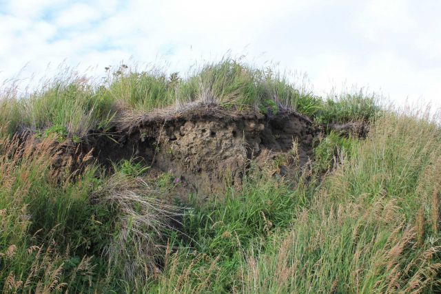 As opposed to this being a frost heave, this is a frost heave with the ground sagging down in an area of melting permafrost causing a thermokarst. Picture