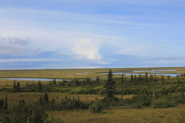 Looking over the Unalakleet River Delta over sparse trees and foliage of the Alaska sub-Arctic. Picture