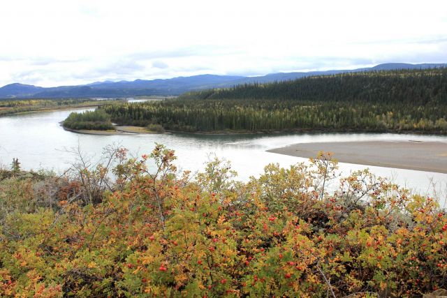 A stand of rosehips, a major source of vitamin C, along the Peel River. Picture