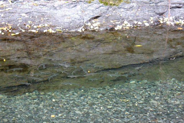 Possibly inconnu, a species of freshwater whitefish. Picture