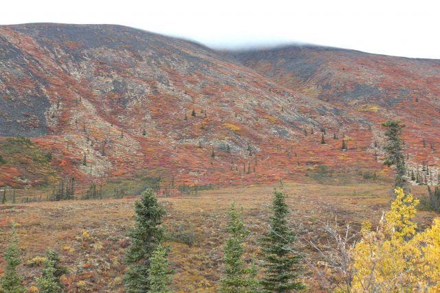 Autumn on the tundra north of Whitehorse in the Ogilvie Mountains. Picture