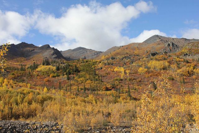 Willows, cottonwood, aspen and spruce in autumn along the Dempster Highway in the Ogilvie Mountains. Picture