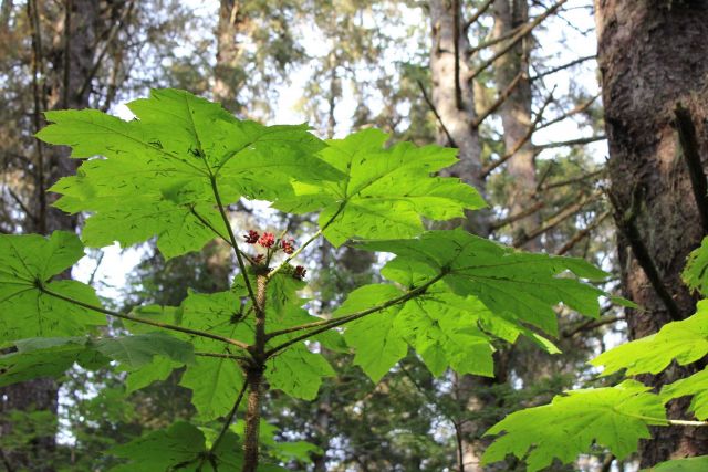 Devil's club Picture