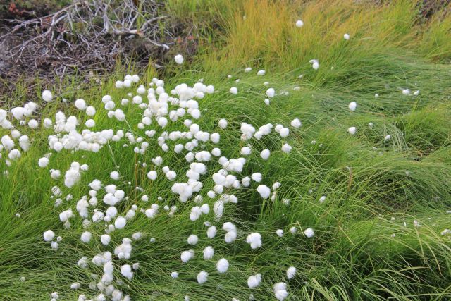 Arctic cotton. Picture