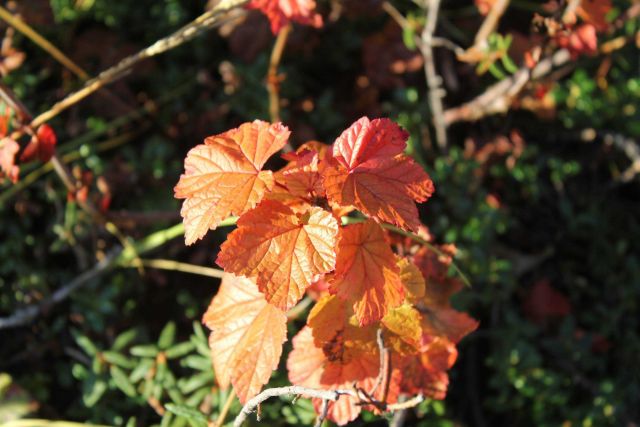Cloudberry bush in the fall outside Inuvuk. Picture