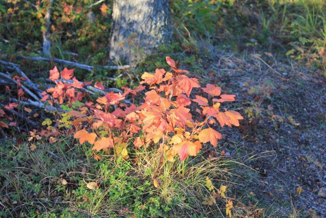 Cloudberry bush in the fall outside Inuvuk. Picture