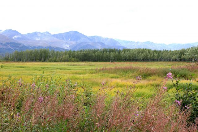 Meadow near Pilgrim Hot Springs with fireweed in foreground. Picture