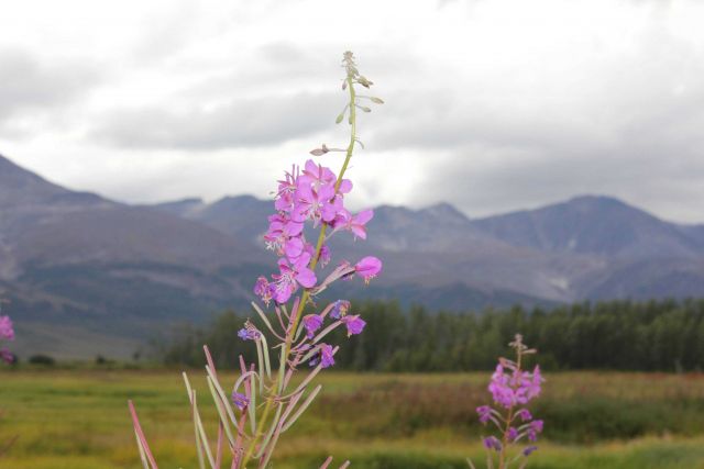 Meadow near Pilgrim Hot Springs with fireweed in foreground. Picture