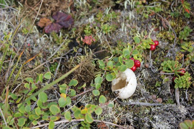 Cranberries with predator eaten egg. Picture