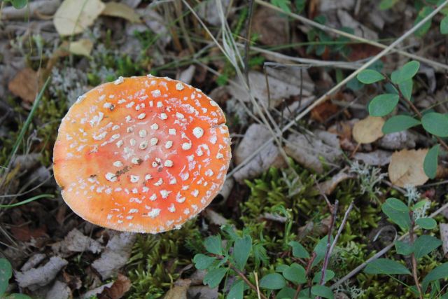 Mushroom (Amanita muscaria) famed for its hallucogenic properties Picture