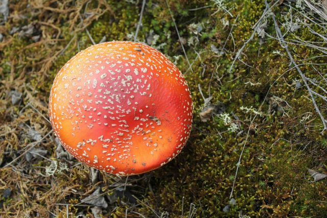 Mushroom (Amanita muscaria) famed for its hallucogenic properties Picture