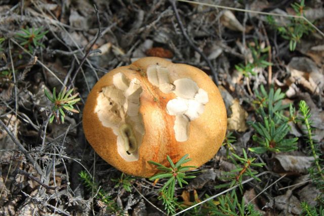 Rhodent nibbled mushroom Picture