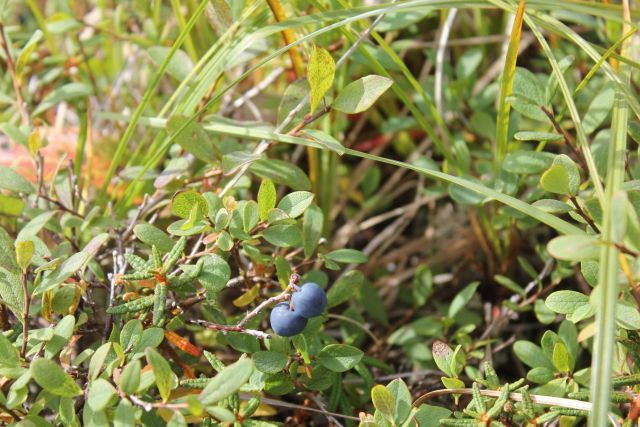 Blueberries on the tundra (Vaccinium sp.) Picture