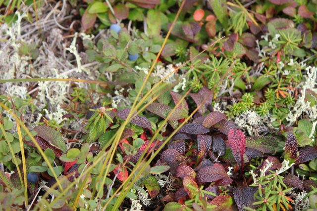 Blueberries on the tundra (Vaccinium sp.) Picture