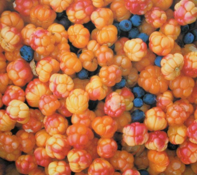 Cloudberries and blueberries (a photograph of a photograph at Tombstone Territorial Park) in Ogilvie Mountains. Picture
