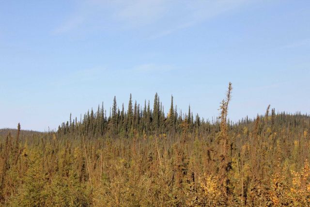 Small scraggly black spruce in foreground with shallow active soil layer while larger trees are located on deeper active layer with more nutrients. Picture