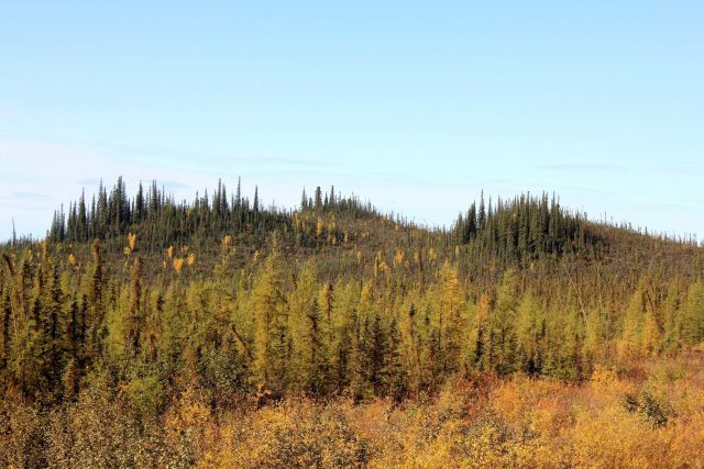 Small scraggly black spruce in foreground with shallow active soil layer while larger trees are located on deeper active layer with more nutrients Picture