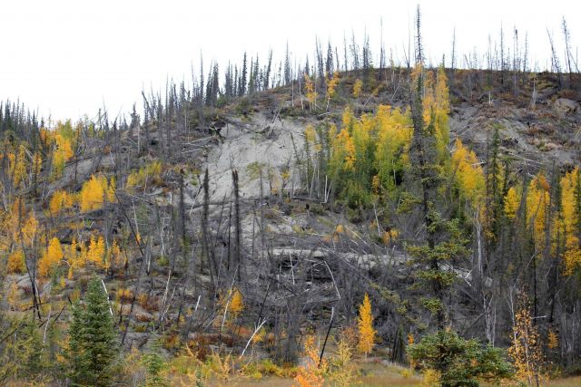 Combination of forest fire and melting permafrost causing radical changes to local ecology Picture