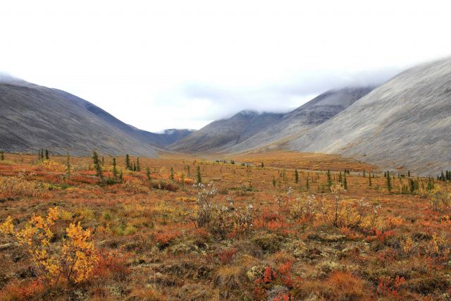 Tundra scene along the Dempster Highway Picture