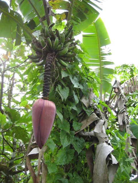 Banana tree with paradisiaca flower. Picture