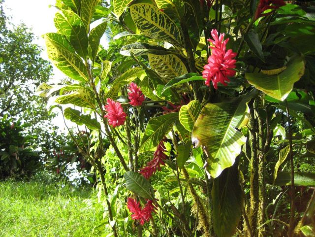 Beautiful red tropical flowers. Picture
