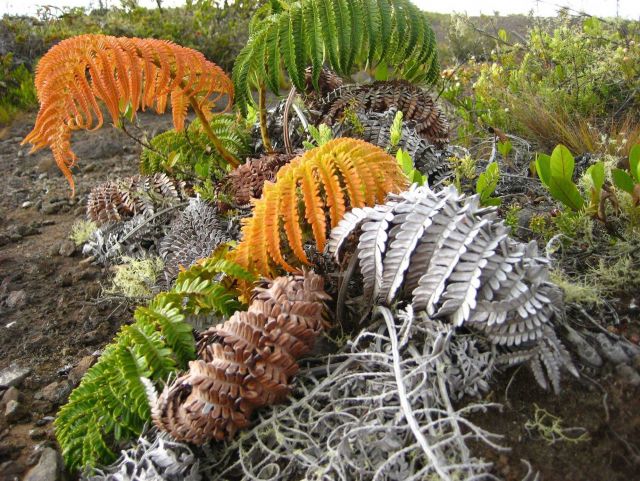 The amaumau fern (Sadleria cyathoides) which commonly grows in moist forests and colonizes lava flows. Picture