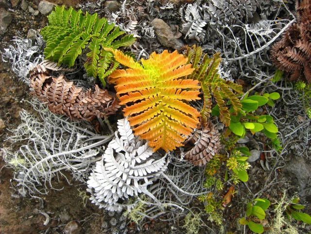 The amaumau fern (Sadleria cyathoides) which commonly grows in moist forests and colonizes lava flows. Picture