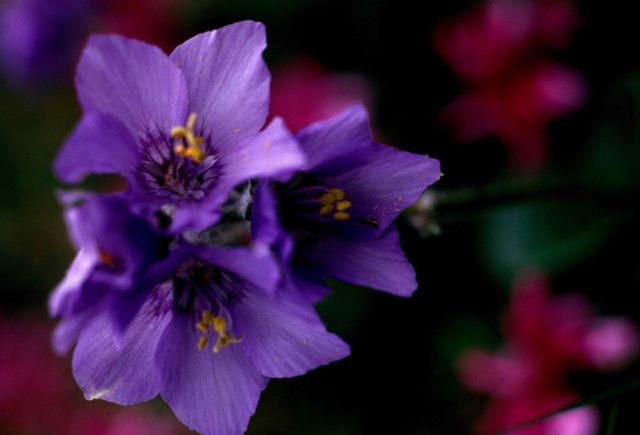 Pribilof Island wildflower Picture