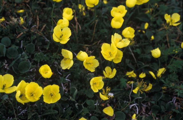 Pribilof Island wildflower Picture