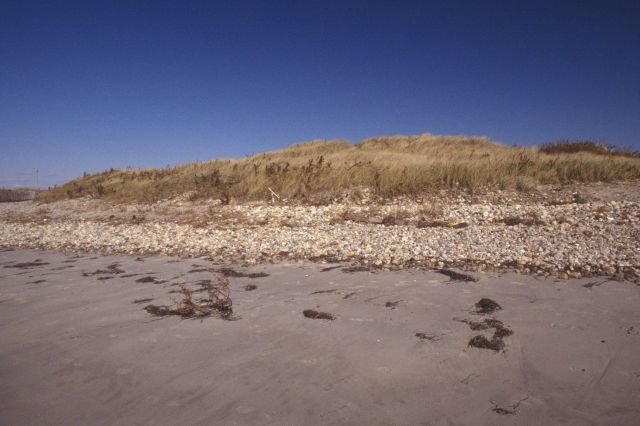 Sand and cobble beach with vegetation covered dune behind. Picture