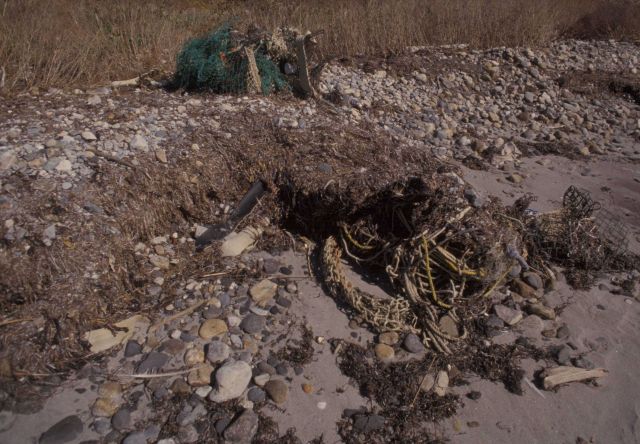 Marine debris washed ashore Picture