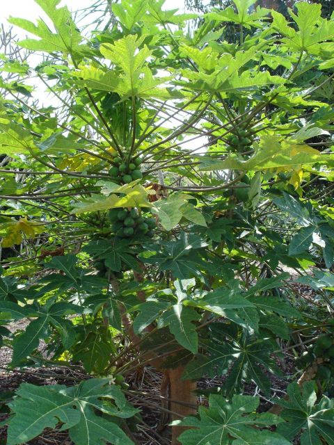 Magnificent Hawaiian flora. Picture