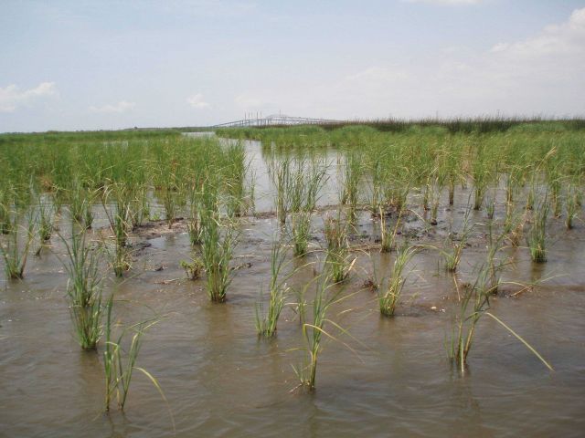 Restored intertidal marsh at the Lower Neches Water Management Area in Port Arthur, Texas. Picture