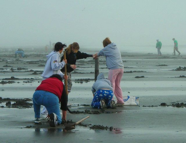 A family digs for clams in the Pacific Northwest Picture