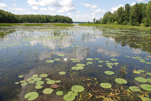 The Pokegama Bay section of the Lake Superior National Estuarine Research Reserve contains one of the largest municipal forests in the United States Picture