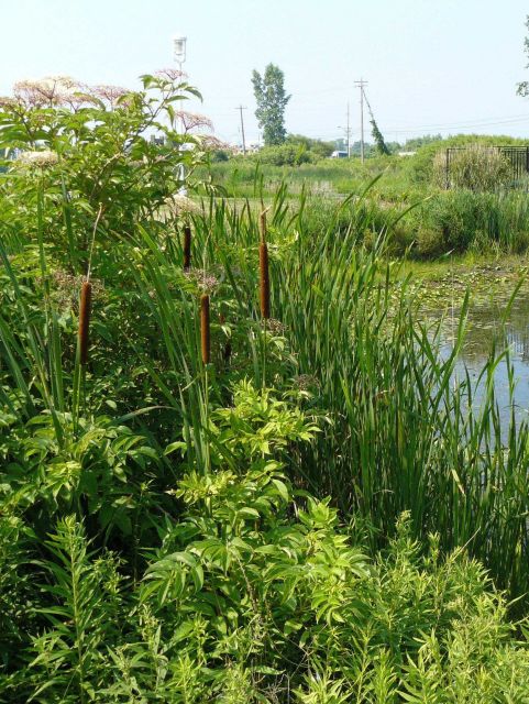 Cattails Picture