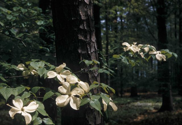 Dogwood (Cornus sp.) Picture