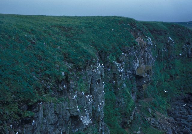 Kittiwakes along the cliffs of St Picture