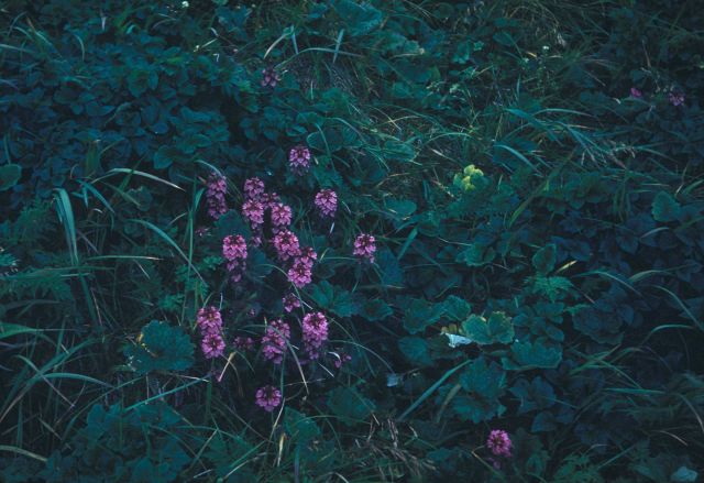 Wildflowers along the cliffs of St Picture