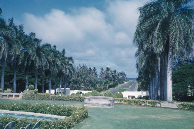 A spectacular avenue of palm trees leading to the sea Picture