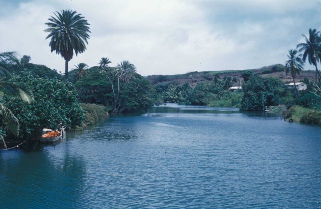 A tropical scene along a palm tree and vegetation lined inlet. Picture