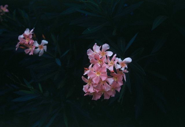 Tropical flowers. Picture
