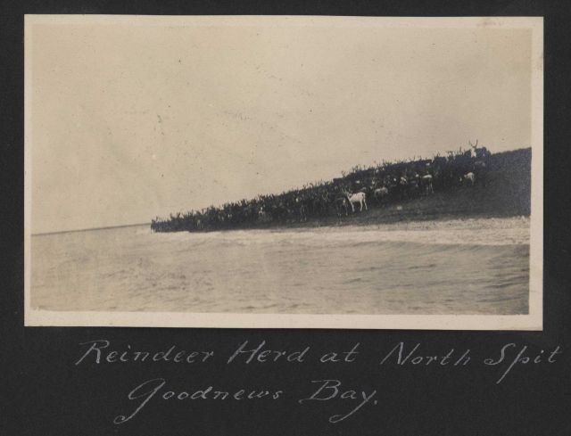 Reindeer herd at the North Spit of Goodnews Bay. Picture