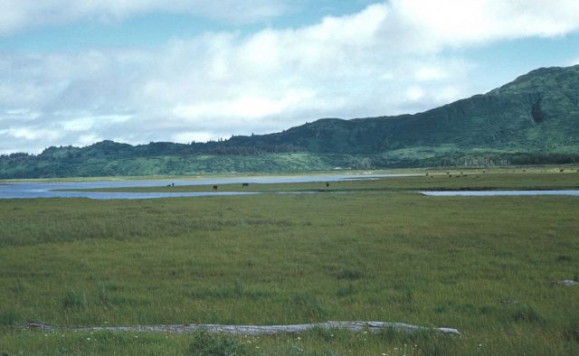 Kodiak Island cattle ranching Picture