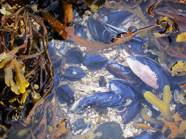 Tide pool at Fort Abercrombie State Park with large mussels, limpets, olive shells, and algae. Picture