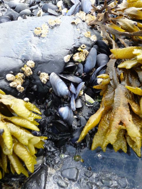 Tide pool with mussels and kelp at Fort Abercrombie State Park Picture