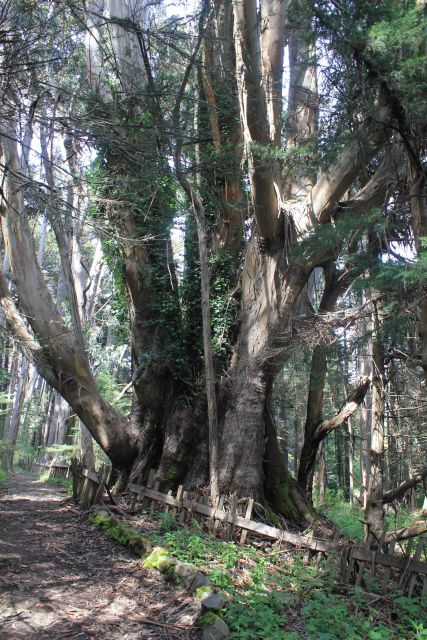 Massive eucalyptus trees near Fort Ross. Picture