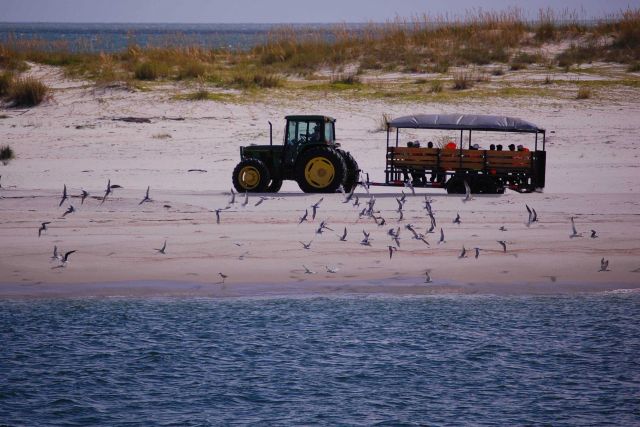 Tractor transportation for workers helping clean beaches following Deepwater Horizon disaster. Picture